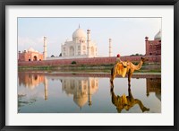 Framed Young Boy on Camel, Taj Mahal Temple Burial Site at Sunset, Agra, India