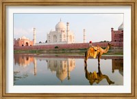 Framed Young Boy on Camel, Taj Mahal Temple Burial Site at Sunset, Agra, India