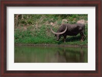 Framed Water Buffalo in Kaziranga National Park, India
