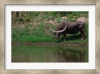 Framed Water Buffalo in Kaziranga National Park, India