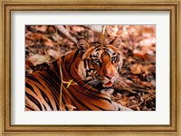 Framed Bengal Tiger in Bandhavgarh National Park, India