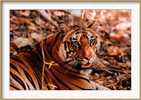 Framed Bengal Tiger in Bandhavgarh National Park, India