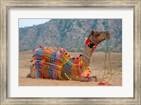 Framed Brightly decorated camel, Pushkar, Rajasthan, India.