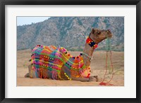 Framed Brightly decorated camel, Pushkar, Rajasthan, India.