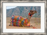 Framed Brightly decorated camel, Pushkar, Rajasthan, India.