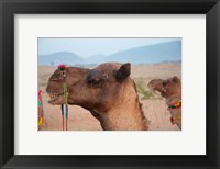 Framed Close-up of a camel, Pushkar, Rajasthan, India.