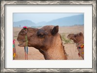 Framed Close-up of a camel, Pushkar, Rajasthan, India.