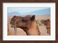Framed Close-up of a camel, Pushkar, Rajasthan, India.
