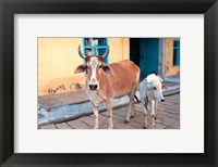Framed Cow and calf on the street, Jojawar, Rajasthan, India.