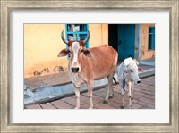 Framed Cow and calf on the street, Jojawar, Rajasthan, India.