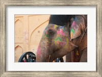 Framed Decorated elephant at the Amber Fort, Jaipur, Rajasthan, India.