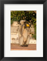 Framed Langur Monkey holding a banana, Amber Fort, Jaipur, Rajasthan, India