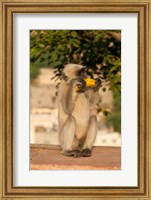 Framed Langur Monkey holding a banana, Amber Fort, Jaipur, Rajasthan, India