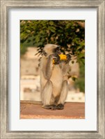 Framed Langur Monkey holding a banana, Amber Fort, Jaipur, Rajasthan, India