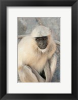 Framed Langur Monkey, Amber Fort, Jaipur, Rajasthan, India