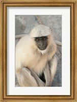 Framed Langur Monkey, Amber Fort, Jaipur, Rajasthan, India