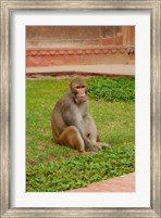 Framed Monkey, Uttar Pradesh, India