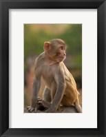 Framed Young Rhesus monkey, Monkey Temple, Jaipur, Rajasthan, India