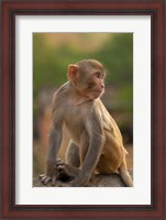 Framed Young Rhesus monkey, Monkey Temple, Jaipur, Rajasthan, India
