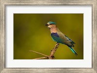 Framed Indian Roller, Bandhavgarh National Park, India