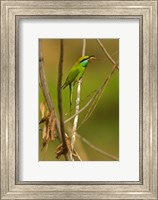 Framed Green Bee-Eater, Madhya Pradesh, Kanha National Park, India