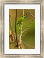 Framed Green Bee-Eater, Madhya Pradesh, Kanha National Park, India