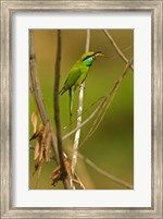 Framed Green Bee-Eater, Madhya Pradesh, Kanha National Park, India