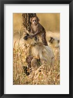 Framed Hanuman Langur, Madhya Pradesh, Kanha National Park, India