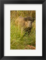 Framed Indian Wild Boar, Madhya Pradesh, Kanha National Park, India