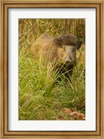 Framed Indian Wild Boar, Madhya Pradesh, Kanha National Park, India