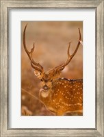 Framed Spotted Deer, Madhya Pradesh, Kanha National Park, India