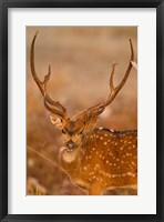 Framed Spotted Deer, Madhya Pradesh, Kanha National Park, India