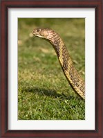 Framed King Cobra snake, South East Captive