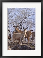 Framed Alert Sambars, Ranthambhor National Park, India
