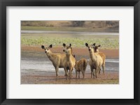 Framed Alert Sanbar deers, Ranthambhor National Park, India