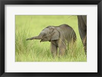 Framed Asian Elephant,Corbett National Park, Uttaranchal, India
