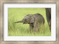 Framed Asian Elephant,Corbett National Park, Uttaranchal, India