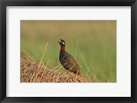 Framed Black Partridge bird, Corbett NP, Uttaranchal, India