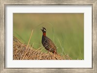 Framed Black Partridge bird, Corbett NP, Uttaranchal, India