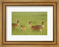 Framed Chital Deer wildlife, Corbett NP, Uttaranchal, India