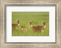 Framed Chital Deer wildlife, Corbett NP, Uttaranchal, India