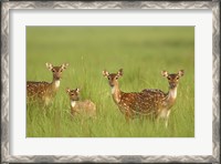 Framed Chital Deer wildlife, Corbett NP, Uttaranchal, India