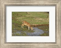 Framed Chital wildlife, Corbett NP, Uttaranchal, India