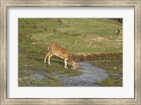 Framed Chital wildlife, Corbett NP, Uttaranchal, India
