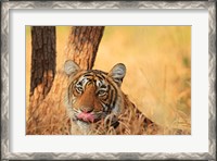 Framed Close up of Royal Bengal Tiger, Ranthambhor National Park, India