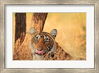 Framed Close up of Royal Bengal Tiger, Ranthambhor National Park, India