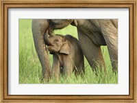Framed Elephant and Young, Corbett National Park, Uttaranchal, India