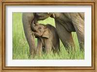 Framed Elephant and Young, Corbett National Park, Uttaranchal, India