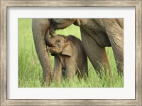 Framed Elephant and Young, Corbett National Park, Uttaranchal, India