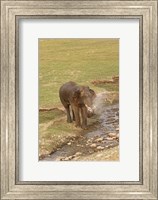 Framed Elephant at waterhole, Corbett NP, Uttaranchal, India